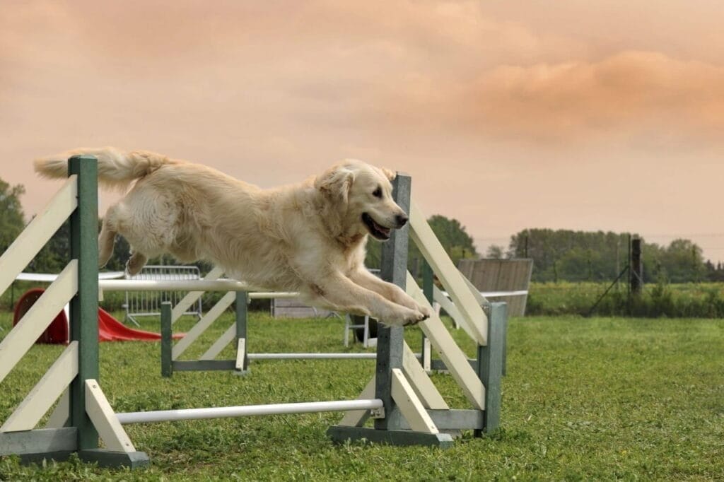 How to Train a Golden Retriever: The Method That Actually Works