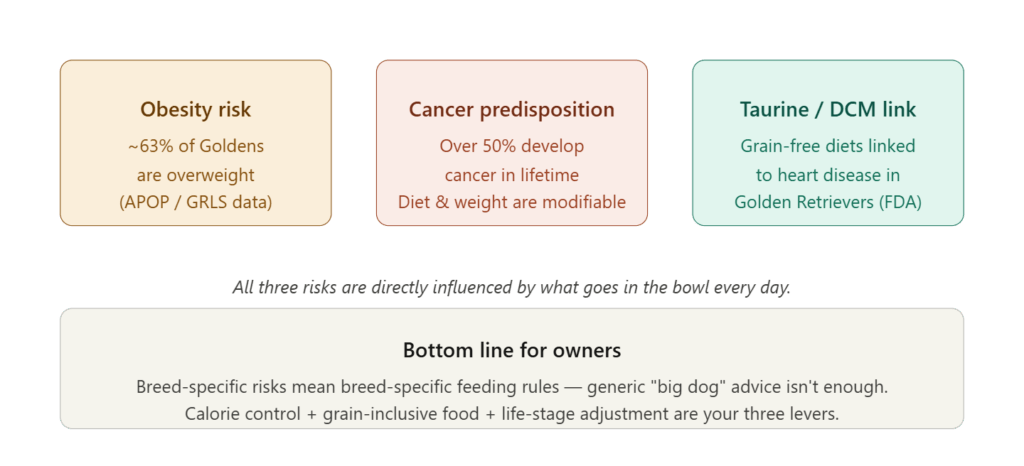 Why Goldens Have Unique Nutritional Needs